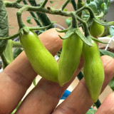 Sweet Bubble F5 Tomato Seeds | Indeterminate Red Finger Cherry Tomato | 15–25g Elongated Fruits