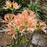 Pale Blush Lycoris 'Champagne' Bulbs | Lycoris 'Champagne' | Champagne Spider Lily
