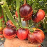 1105 Dwarf Tomato Seeds | Mid-Season Heart-Shaped Multicolor Tomato | Vigorous Growth, Perfect for Home Vegetable Gardens