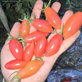 Sweet Bubble F5 Tomato Seeds | Indeterminate Red Finger Cherry Tomato | 15–25g Elongated Fruits