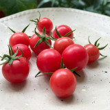 Pink Beibei Cherry Tomato Seeds | Solanum lycopersicum var. cerasiforme | Early Sweet Pink Cherry Tomato with High Yield