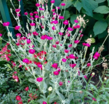 Rose Campion Seeds | Silene coronaria | Magenta Pink Blooms