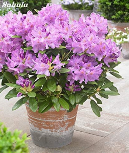 Purple Japanese Azalea Seeds | Rhododendron japonicum | Lavender Purple Blooms