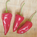 Syrian Has Goli Hot Pepper Seeds | Capsicum annuum | Productive Extra-Hot Red Pepper for Fresh Use & Seed Saving