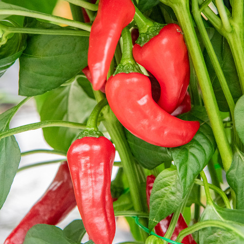 Syrian Has Goli Hot Pepper Seeds | Capsicum annuum | Productive Extra-Hot Red Pepper for Fresh Use & Seed Saving