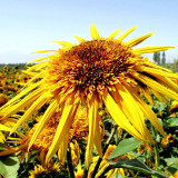 Meteor Double Sunflower Seeds | Helianthus annuus | Open-Pollinated Branching Yellow Double Cut Flower