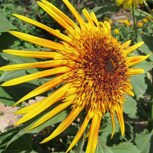 Meteor Double Sunflower Seeds | Helianthus annuus | Open-Pollinated Branching Yellow Double Cut Flower