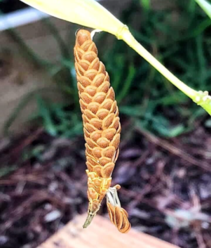 Butterfly Milkweed Seeds | Asclepias tuberosa | Perennial Monarch Butterfly Host Plant