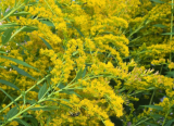 Canadian Goldenrod Seeds | Solidago canadensis | Native Perennial Wildflower