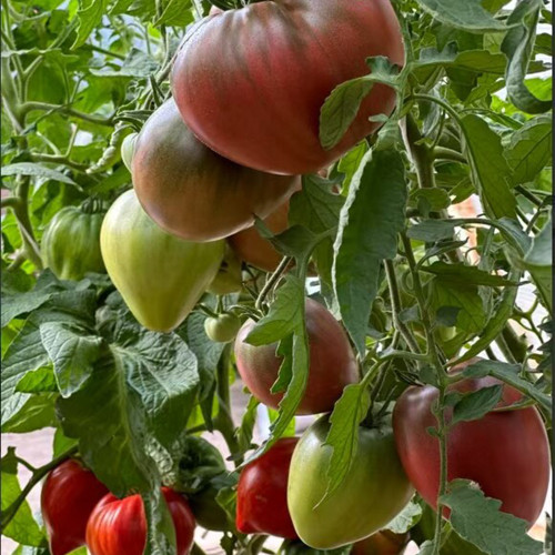 1103 Dark Brown Honey Tomato Seeds | Solanum lycopersicum | Indeterminate Mid-Season Purple-Chocolate Heart Tomato, 5.3-12.3 oz