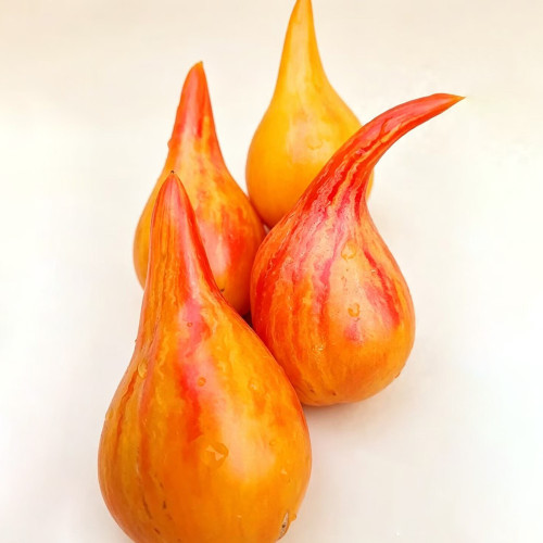 1095 Light of Baltic Tomato Seeds | Solanum lycopersicum | Tall Mid-Season Heart Tomato with Long Pointed Tip, 7 oz Fruits