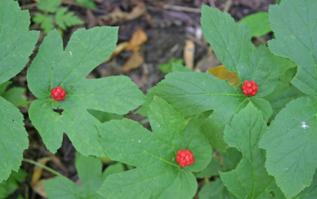 Goldenseal Bare Roots | Hydrastis canadensis | Winter Hardy Perennial Herb