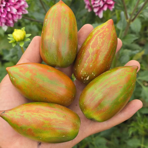 1075 Moldovan Camouflage Tomato Seeds | Solanum lycopersicum var. cerasiforme | High-Yield Elongated Ornamental Tomato, 1 oz