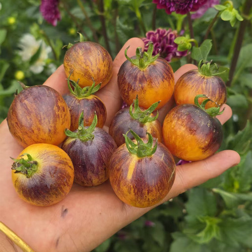 1078 Earth Tomato Seeds | Solanum lycopersicum var. cerasiforme | Large Cherry Tomato with Anthocyanin Spots, 0.7-1.1 oz