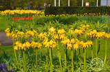 Yellow Crown Imperial Seeds | Fritillaria imperialis 'Lutea' | Tall Perennial Ornamental Fritillary