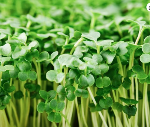 Broccoli Microgreen Seeds | Brassica oleracea var. italica | Organic Heirloom Non-GMO