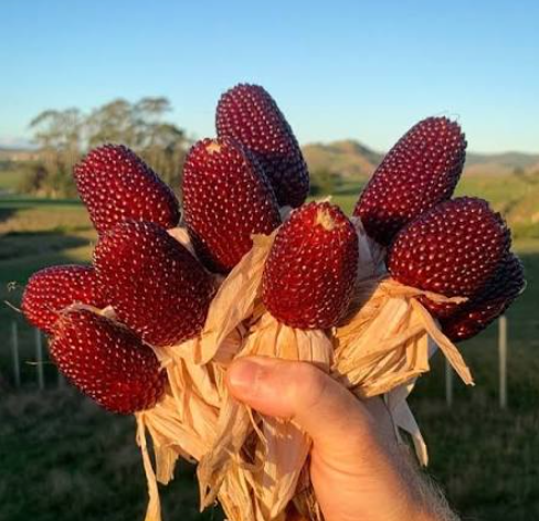 Strawberry Corn Seeds | Zea mays | Heirloom Decorative Popcorn, Ruby Red Mini Strawberry-Shaped Ears