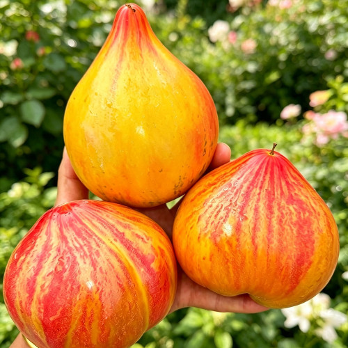 1095 Light of Baltic Tomato Seeds | Solanum lycopersicum | Tall Mid-Season Heart Tomato with Long Pointed Tip, 7 oz Fruits