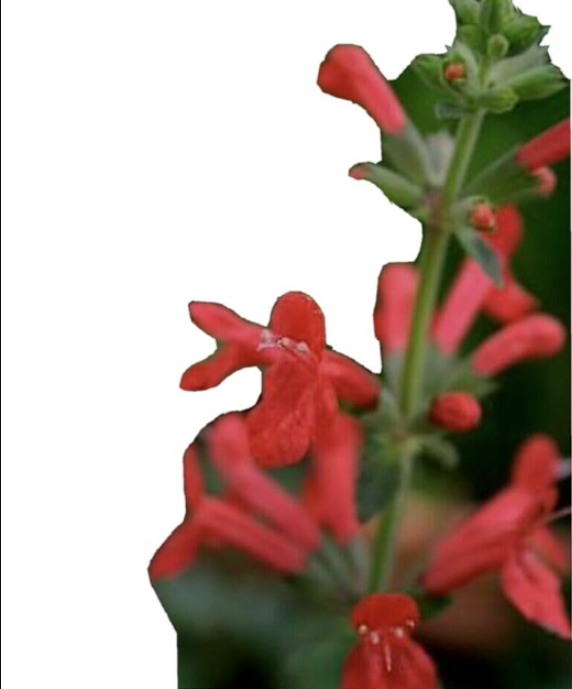 Pineapple Sage Seeds | Salvia elegans | Organic Non-GMO Herb, Fragrant Pineapple Scent, Bright Red Tubular Flowers
