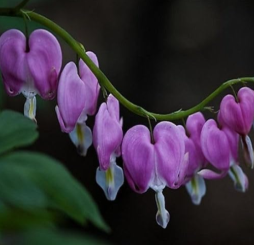 Purple Bleeding Heart Seeds | Lamprocapnos spectabilis | Shade Loving Perennial Flower