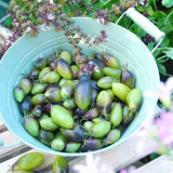 Crazy Gu Yuelin F4 Tomato Seeds | Solanum lycopersicum | Unstable Indeterminate Green Antho Multi-Flora Cherry Tomato, 0.35-0.9 oz