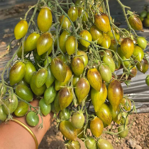 Crazy Gu Yuelin F4 Tomato Seeds | Solanum lycopersicum | Unstable Indeterminate Green Antho Multi-Flora Cherry Tomato, 0.35-0.9 oz