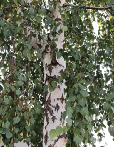 Weeping Silver Birch Tree Seeds | Betula pendula | Fast Growing White Bark Birch