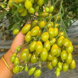Sweet Mystic Realm Tomato Seeds | Solanum lycopersicum var. cerasiforme | Unstable Indeterminate Honey-Sweet Pear Cherry Tomato