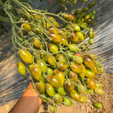 Crazy Gu Yuelin F4 Tomato Seeds | Solanum lycopersicum | Unstable Indeterminate Green Antho Multi-Flora Cherry Tomato, 0.35-0.9 oz