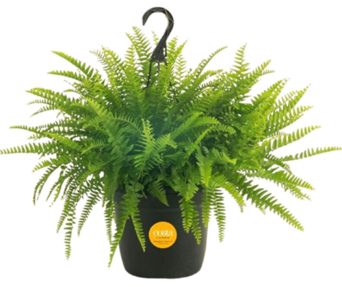 Boston Fern Live Potted Plant | Nephrolepis exaltata | Air Purifying Trailing Fern