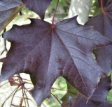 Schwedler Norway Maple Seeds | Acer platanoides 'Schwedleri' | Purple Red Foliage Deciduous Tree