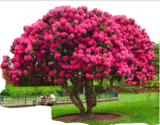 Pink Fuchsia Flowering Cherry Tree Seeds | Prunus serrulata | Dense Double Pink Blossoms