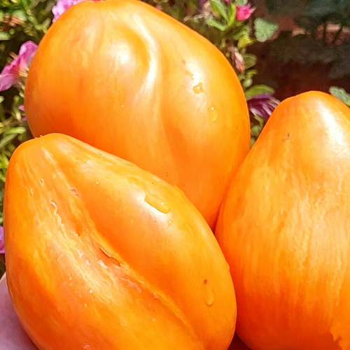 1110 Honey Passion F6 Tomato Seeds | Solanum lycopersicum | Mid-Early Orange Tulip-Shaped Greenhouse Tomato