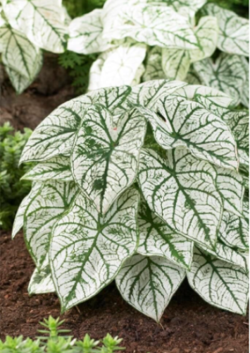 White Candidum Caladium Bulbs | Caladium bicolor 'Candidum' | Pure White Foliage with Green Veins