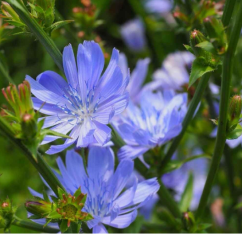 Common Chicory Seeds | Cichorium intybus | Blue Flower Coffeeweed Perennial Herb