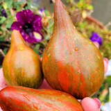 1086 Fire Temptation F8 Tomato Seeds | Solanum lycopersicum | Mid-Early Metallic Striped Heart Tomato, 7-10.6 oz