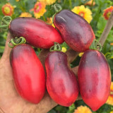 1082 Wild Eggplant Tomato Seeds | Solanum lycopersicum | Tall Purple-Black Eggplant-Shaped Tomato, 3.5-7 oz