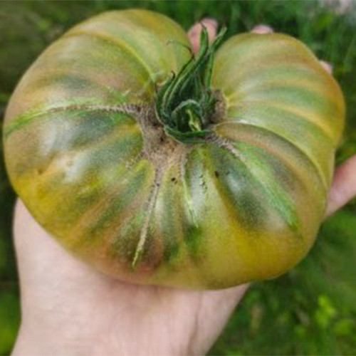 1073 Brown Bear Tomato Seeds | Solanum lycopersicum | Indeterminate Midseason Olive-Green Beefsteak Tomato, 5.6-7.8 oz