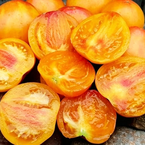 1084 Heart of Flame Tomato Seeds | Solanum lycopersicum | Ukrainian Indeterminate Orange-Red Heart Tomato, 10.6-14 oz