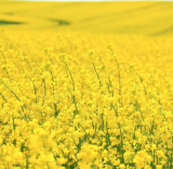 Dwarf Essex Forage Rape Seeds | Brassica rapa var. napus | Fast Growing Cover Crop