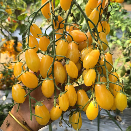 1088 Capybara F4 Pear Cherry Tomato Seeds | Solanum lycopersicum var. cerasiforme | Indeterminate Amber-Yellow Mini Tomato
