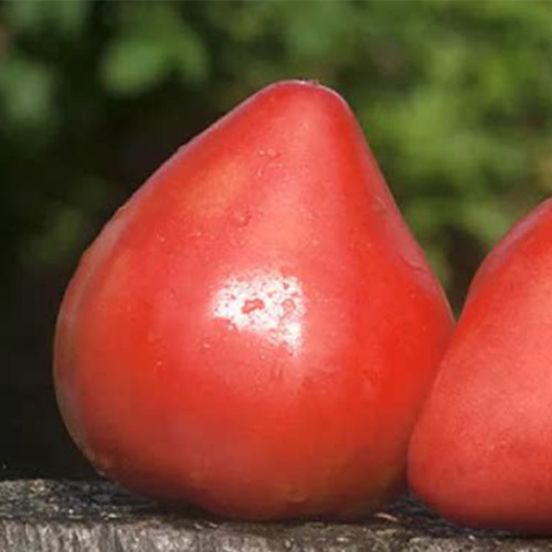 1054 Elegant Goddess Tomato Seeds | Solanum lycopersicum | Midseason Deep Red Heart Tomato, 8.8-14 oz, Low-Seed