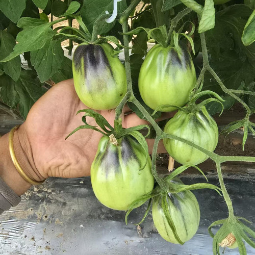 1068 Golden Veil F6 Tomato Seeds | Solanum lycopersicum | Semi-Stable Greenhouse Midseason Peach-Gold Pear Antho Tomato