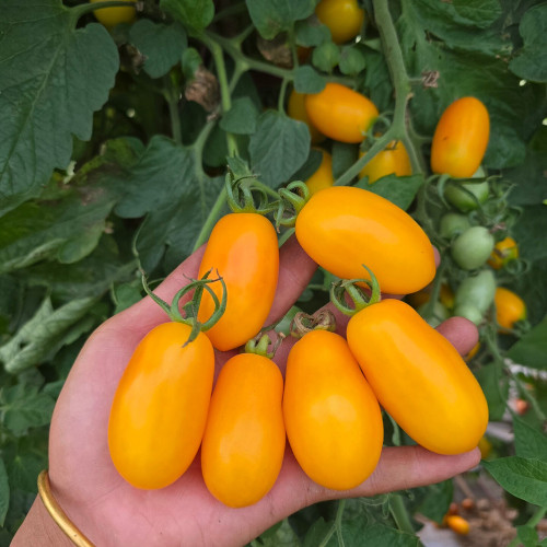 1065 Taigu Cherry Tomato Seeds | Solanum lycopersicum | Early High-Yielding Yellow Pear Cherry Tomato, 3.2-3.5 oz
