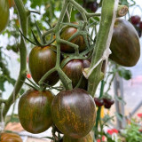 1053 Giovanni Tomato Seeds | Solanum lycopersicum | Tall Midseason Disease-Resistant Olive-Green Antho Salad Tomato, 2.1-2.8 oz