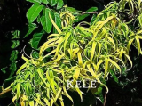Ylang‑Ylang Tree Seeds | Cananga odorata | Fragrant Tropical Flower Tree