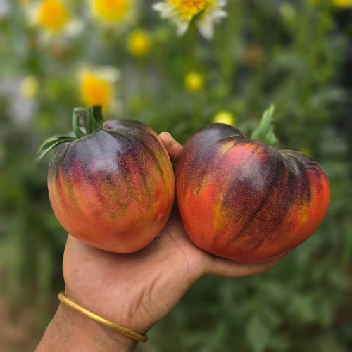 1067 Ghost Tomato Seeds | Solanum lycopersicum | Indeterminate Midseason Red-Orange Antho Tomato, 5.3-10.6 oz
