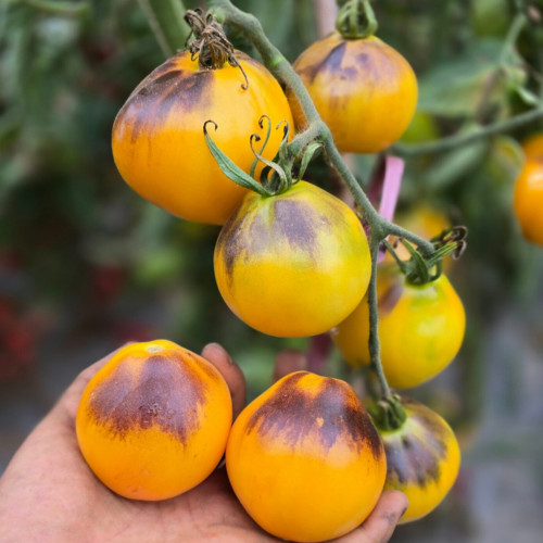 1048 Pineapple Blue Pear Tomato Seeds | Solanum lycopersicum | Tall Golden-Orange Bicolor Antho Pear Tomato, 2.1-2.8 oz