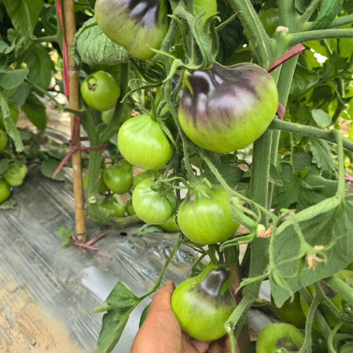 1046 Flanders Contrast Tomato Seeds | Solanum lycopersicum | Tom Wagner 2007 Indeterminate Blue Pear Tomato, 2.8-6.3 oz