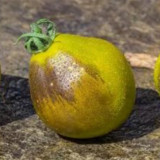 1046 Flanders Contrast Tomato Seeds | Solanum lycopersicum | Tom Wagner 2007 Indeterminate Blue Pear Tomato, 2.8-6.3 oz
